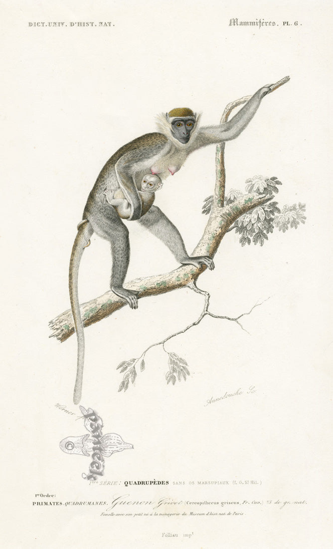 Charles D’Orbigny Natural History Animal Original Print Grivet Monkey