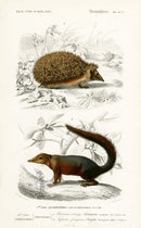 Charles D’Orbigny Natural History Animal Original Print Hedgehog - Panteek Antique Prints