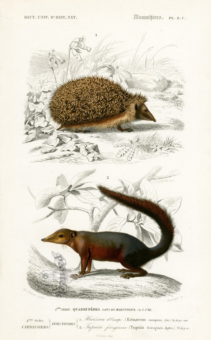 Charles D’Orbigny Natural History Animal Original Print Hedgehog