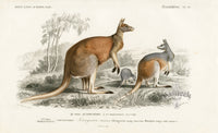 Charles D’Orbigny Natural History Animal Original Print Kangaroo - Panteek Antique Prints