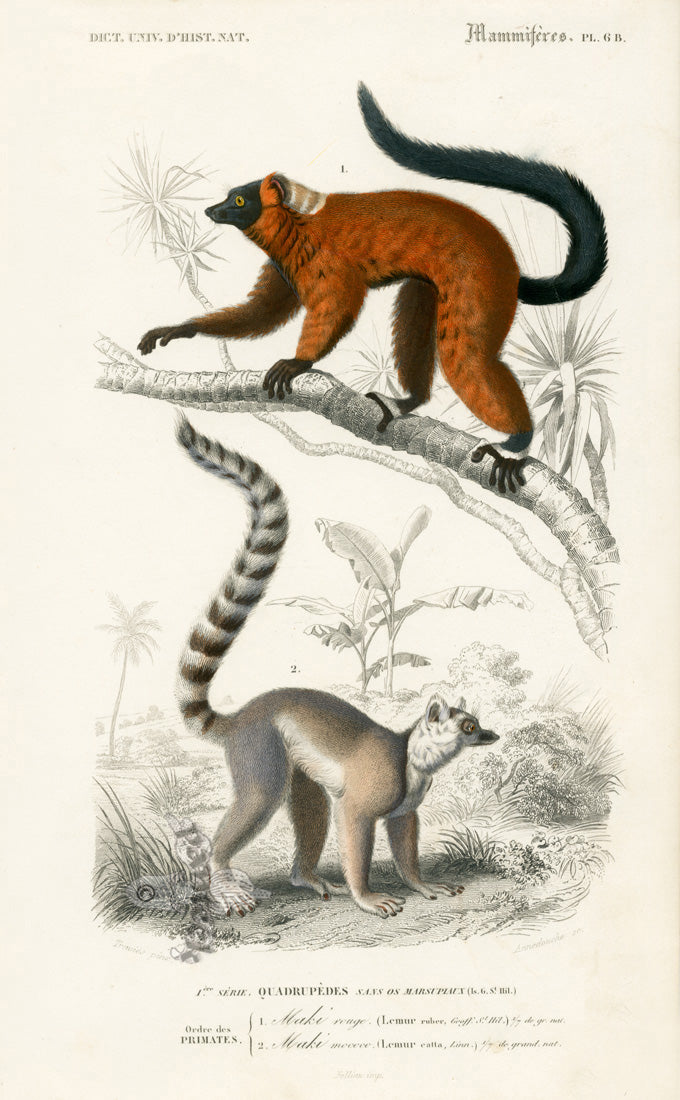 Charles D’Orbigny Natural History Animal Original Print Lemur