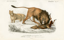 Charles D’Orbigny Natural History Animal Original Print Lion - Panteek Antique Prints