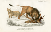Charles D’Orbigny Natural History Animal Original Print Lion - Panteek Antique Prints