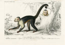 Charles D’Orbigny Natural History Animal Original Print Monkey - Panteek Antique Prints