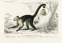 Charles D’Orbigny Natural History Animal Original Print Monkey - Panteek Antique Prints