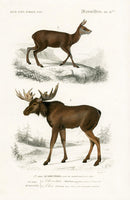 Charles D’Orbigny Natural History Animal Original Print Moose - Panteek Antique Prints