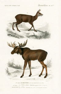 Charles D’Orbigny Natural History Animal Original Print Moose - Panteek Antique Prints