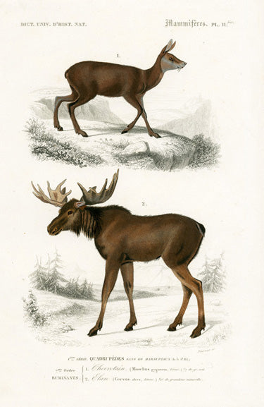 Charles D’Orbigny Natural History Animal Original Print Moose