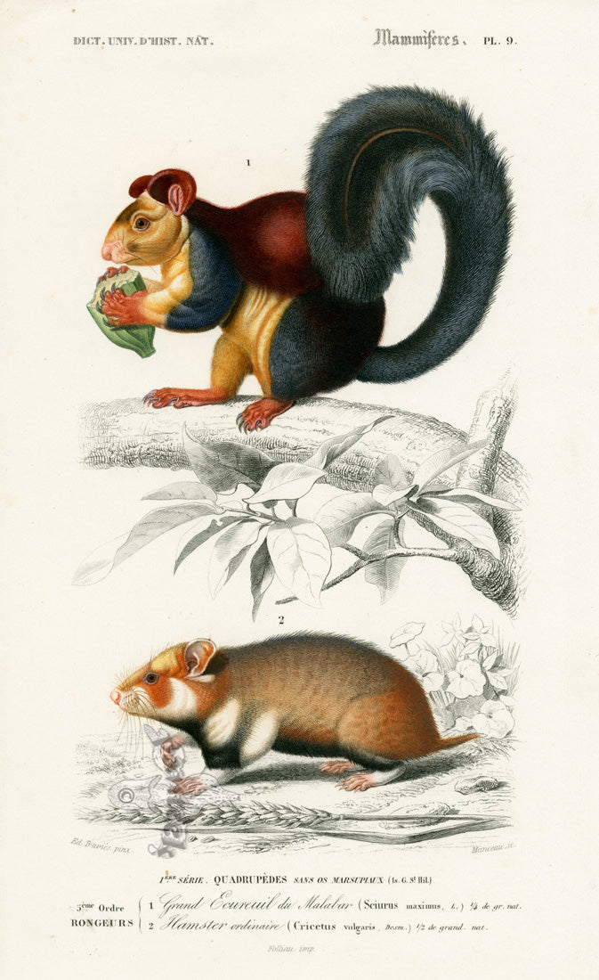 Charles D’Orbigny Natural History Animal Original Print Red Squirrel