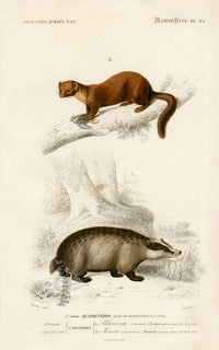 Charles D’Orbigny Natural History Animal Original Print Weasel, Badger - Panteek Antique Prints