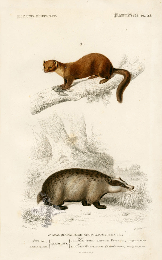 Charles D’Orbigny Natural History Animal Original Print Weasel, Badger