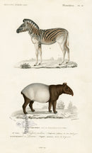 Charles D’Orbigny Natural History Animal Original Print Zebra, Tapir - Panteek Antique Prints