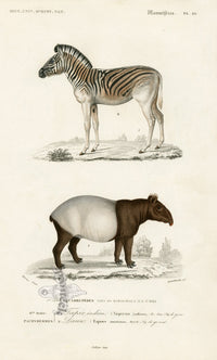 Charles D’Orbigny Natural History Animal Original Print Zebra, Tapir - Panteek Antique Prints