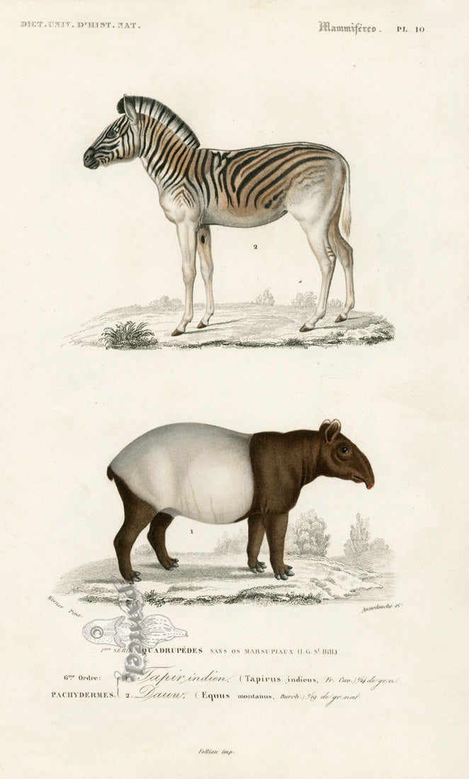 Charles D’Orbigny Natural History Animal Original Print Zebra, Tapir