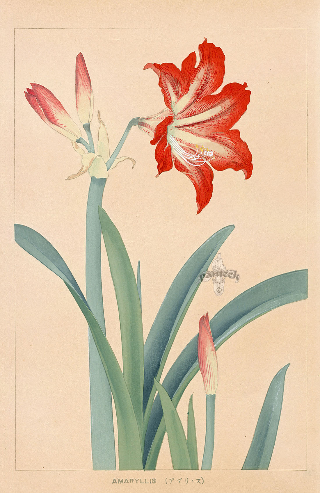 Chigusa Soun Amaryllis Woodblock Print