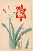Chigusa Soun Amaryllis Woodblock Print - Panteek Antique Prints