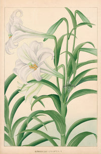 Chigusa Soun Bermuda Lily - Panteek Antique Prints