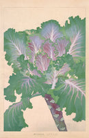 Chigusa Soun Brassica - Panteek Antique Prints