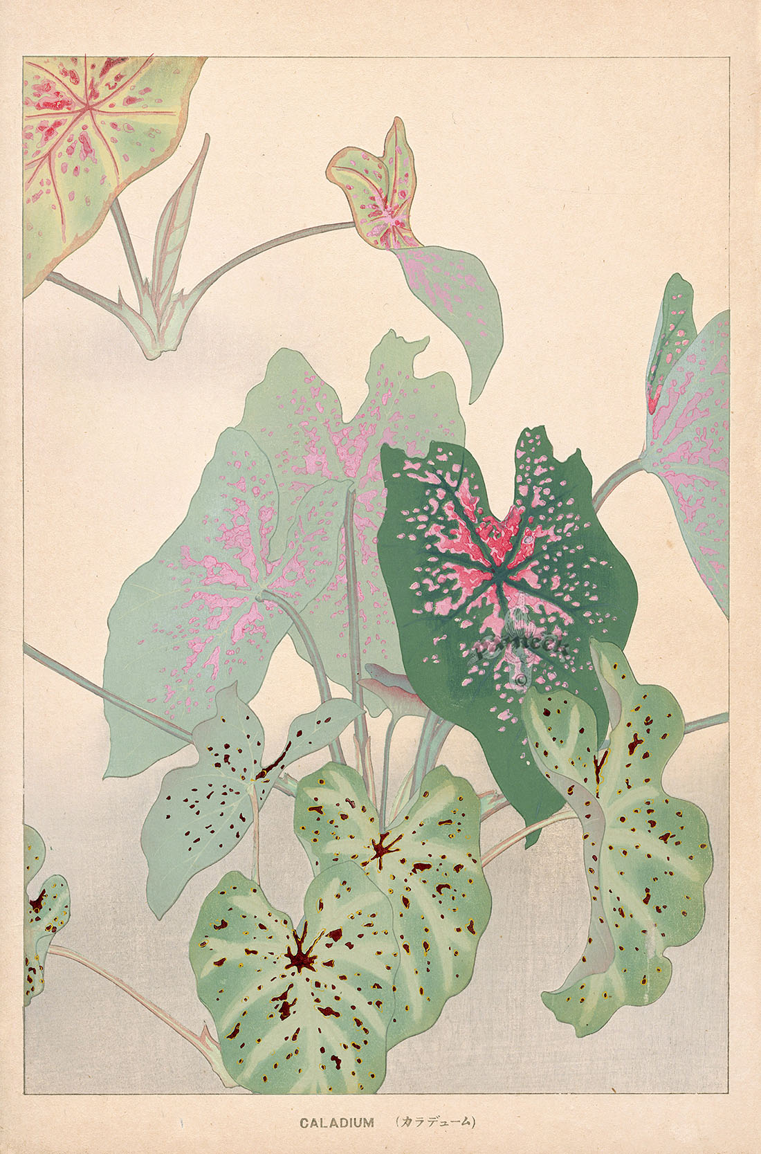 Chigusa Soun Caladium