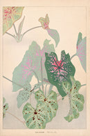 Chigusa Soun Caladium - Panteek Antique Prints