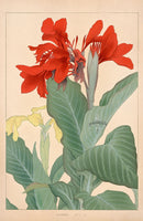 Chigusa Soun Canna - Panteek Antique Prints