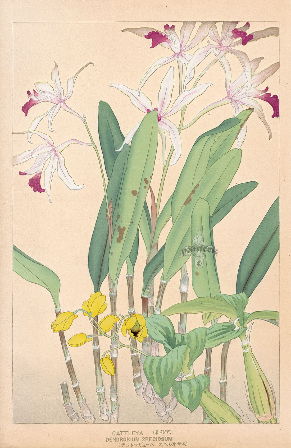 Chigusa Soun Cattleya, Dendrobium speciosum