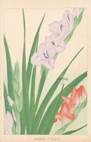 Chigusa Soun Gladiolus - Panteek Antique Prints