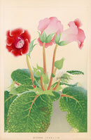 Chigusa Soun Gloxinia Woodblock Print - Panteek Antique Prints