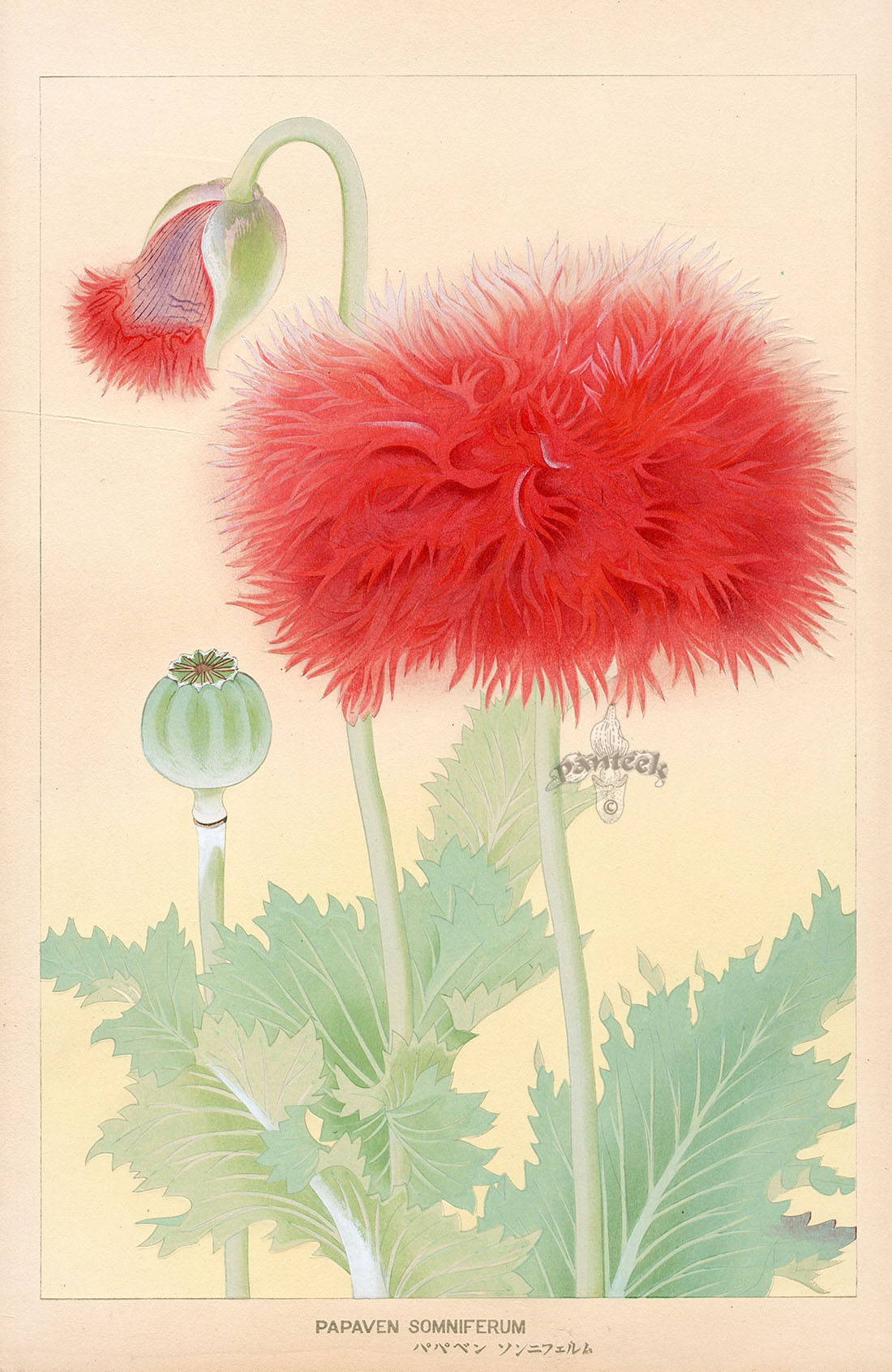 Chigusa Soun Papaven Somniferum