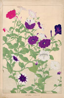 Chigusa Soun Petunia - Panteek Antique Prints
