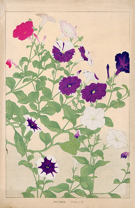 Chigusa Soun Petunia - Panteek Antique Prints