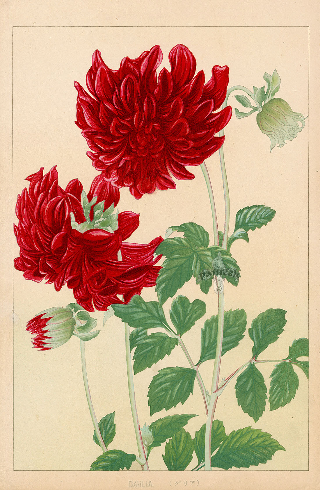 Chigusa Soun Red Dahlia