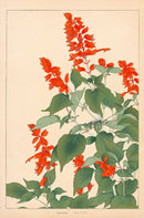 Chigusa Soun Salvia - Panteek Antique Prints