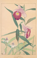 Chigusa Soun Sobralia veitchii, Epidendrum - Panteek Antique Prints