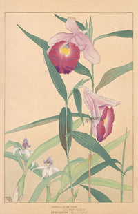 Chigusa Soun Sobralia veitchii, Epidendrum - Panteek Antique Prints