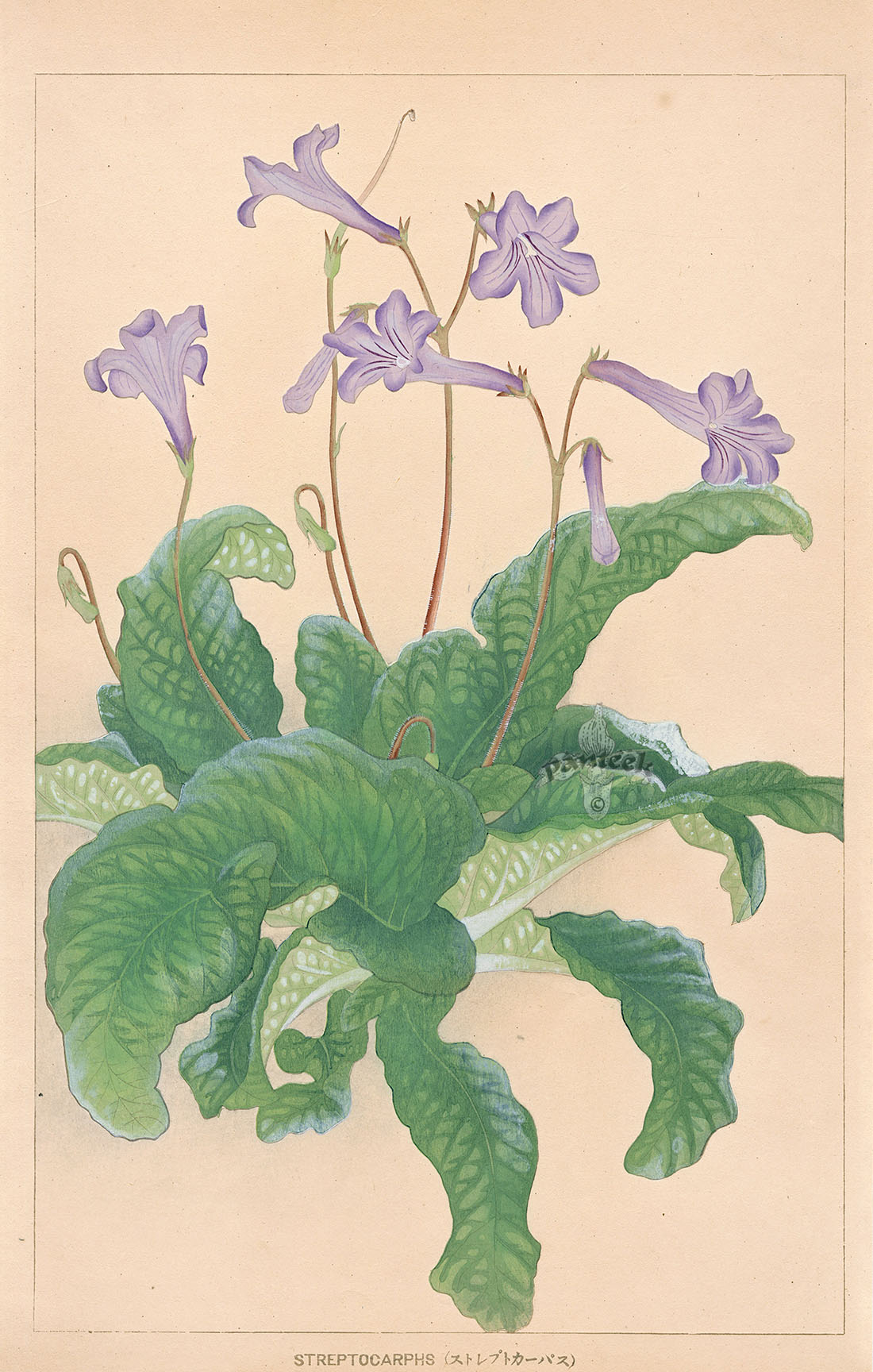 Chigusa Soun Streptocarphs