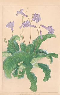 Chigusa Soun Streptocarphs - Panteek Antique Prints