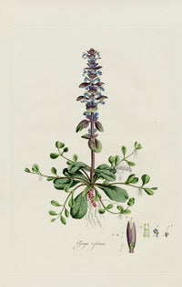 Curtis Flora Ajuga reptans - Panteek Antique Prints