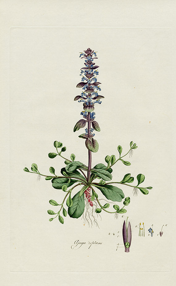 Curtis Flora Ajuga reptans - Panteek Antique Prints