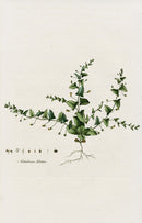 Curtis Flora Antirrhinum Elatine - Panteek Antique Prints