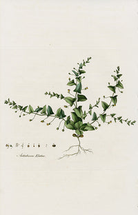 Curtis Flora Antirrhinum Elatine - Panteek Antique Prints