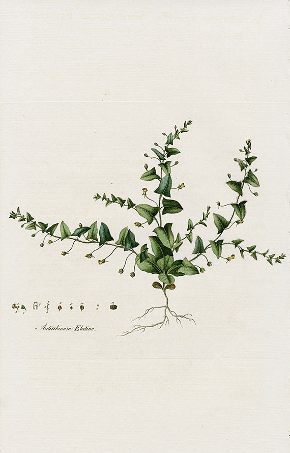 Curtis Flora Antirrhinum Elatine