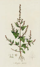 Curtis Flora Atriplex Hastata - Panteek Antique Prints