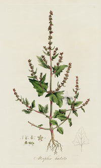 Curtis Flora Atriplex Hastata - Panteek Antique Prints