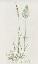 Curtis Flora Avena Flavescens - Panteek Antique Prints
