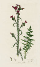 Curtis Flora Carduus Palustris - Panteek Antique Prints