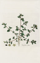 Curtis Flora Chenopodium Olidum - Panteek Antique Prints