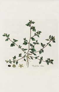 Curtis Flora Chenopodium Olidum - Panteek Antique Prints