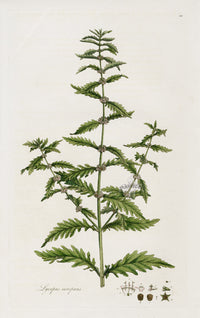 Curtis Flora Lycopus Europaeus - Panteek Antique Prints