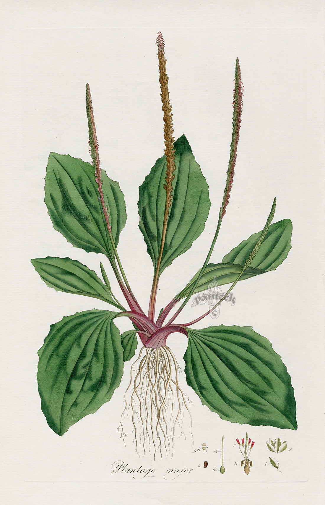 Curtis Flora Plantago Major